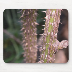 Fotografi av Plant Stem Thorns Nature Park Musmatta