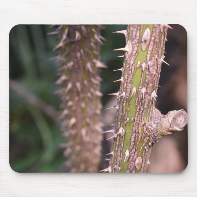 Fotografi av Plant Stem Thorns Nature Park Musmatta (Framsidan)