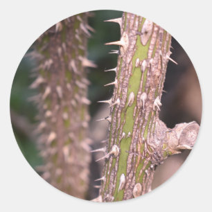 Fotografi av Plant Stem Thorns Nature Park Runt Klistermärke