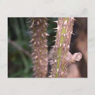 Fotografi av Plant Stem Thorns Nature Park Vykort