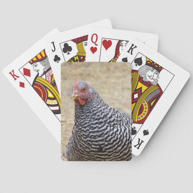 Fotografi av Plymouth Barred Sten Hen Kortlek (Baksidan)