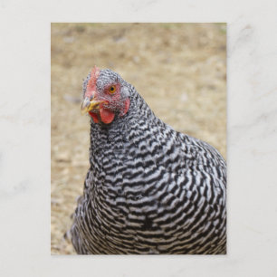 Fotografi av Plymouth Barred Sten Hen Vykort