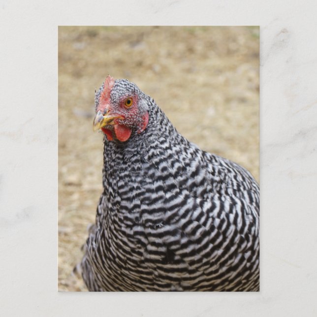 Fotografi av Plymouth Barred Sten Hen Vykort (Framsida)