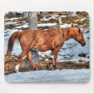 Fotografi av Red Dun Ranch Horse Equine Musmatta