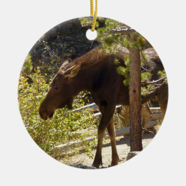 Fotografi av Rocky Mountain Moose Nature Julgransprydnad Keramik (Framsidan)