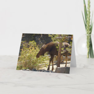 Fotografi av Rocky Mountain Moose Nature Kort