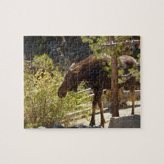 Fotografi av Rocky Mountain Moose Nature Pussel (Horisontell)
