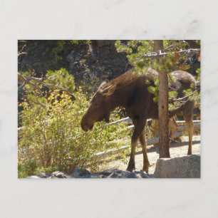 Fotografi av Rocky Mountain Moose Nature Vykort