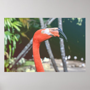 Fotografi av rödfågel i nacke poster