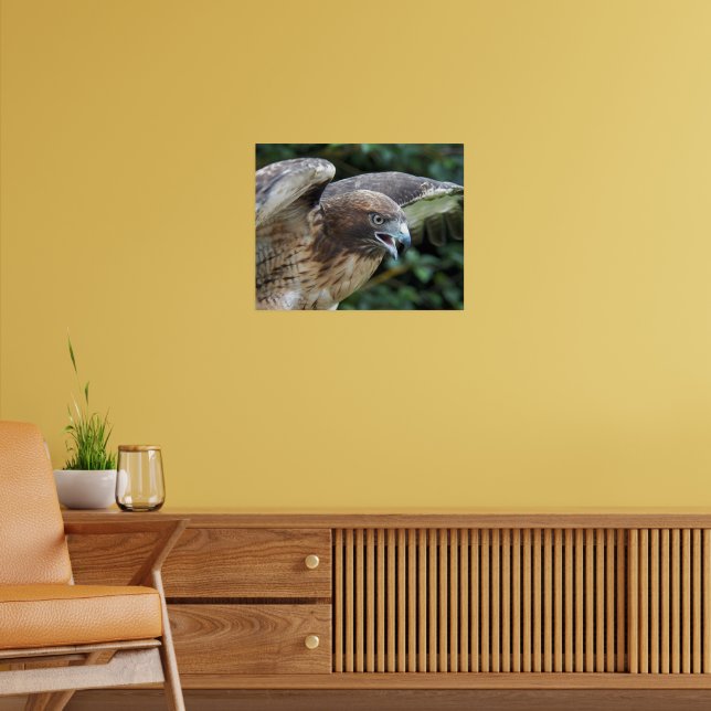 Fotografi av rödskalig hawk Raptor Poster (Vardagsrum 2)