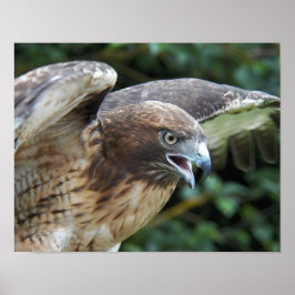 Fotografi av rödskalig hawk Raptor Poster