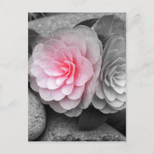 Fotografi av rosa Camellias Vykort