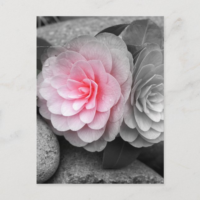Fotografi av rosa Camellias Vykort (Framsida)
