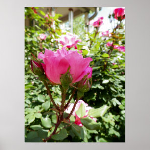 Fotografi av Rosa ros i Bloom Poster