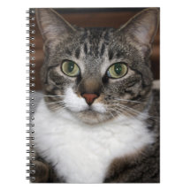 Fotografi av sällskapsdjur från tabby katt