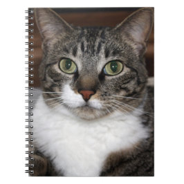 Fotografi av sällskapsdjur från tabby katt anteckningsbok med spiral