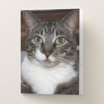Fotografi av sällskapsdjur Grått Tabby katt