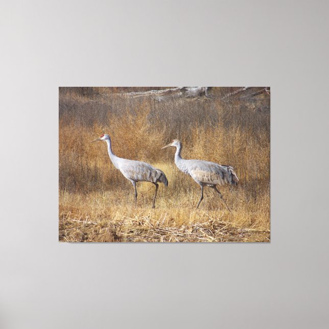 Fotografi av Sandhill Crane Birds Wildlife Animals Canvastryck (Framsida)