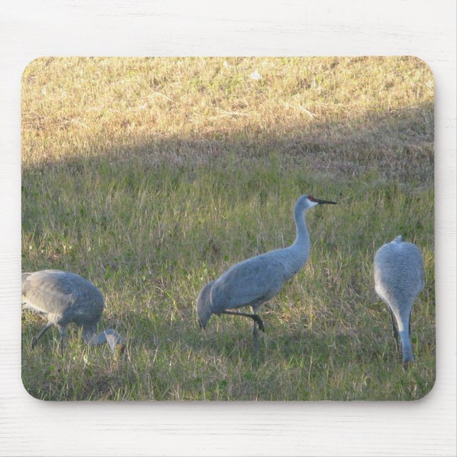 Fotografi av Sandhill Crane-gradering Musmatta (Framsidan)