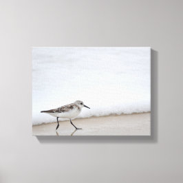 Fotografi av Sandpiper Shorebird Wall Canvas