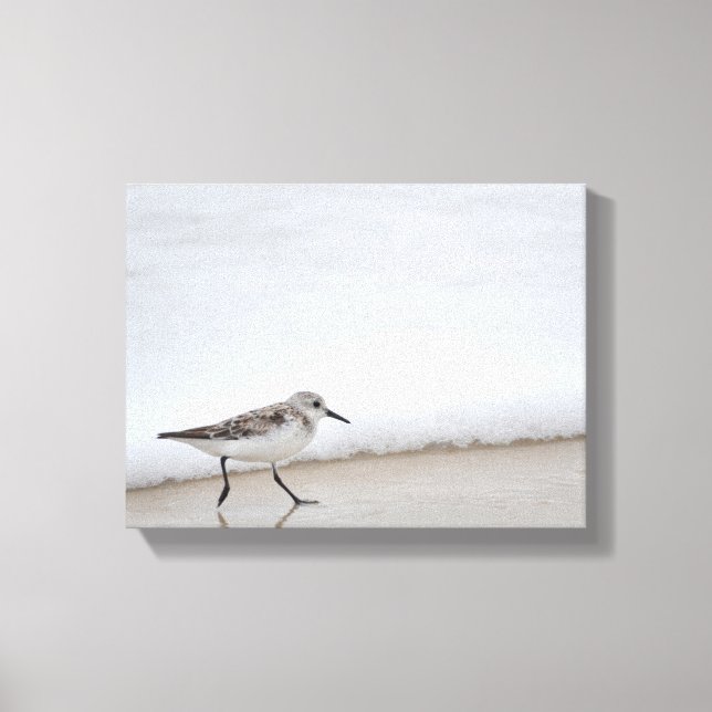 Fotografi av Sandpiper Shorebird Wall Canvas (Framsida)