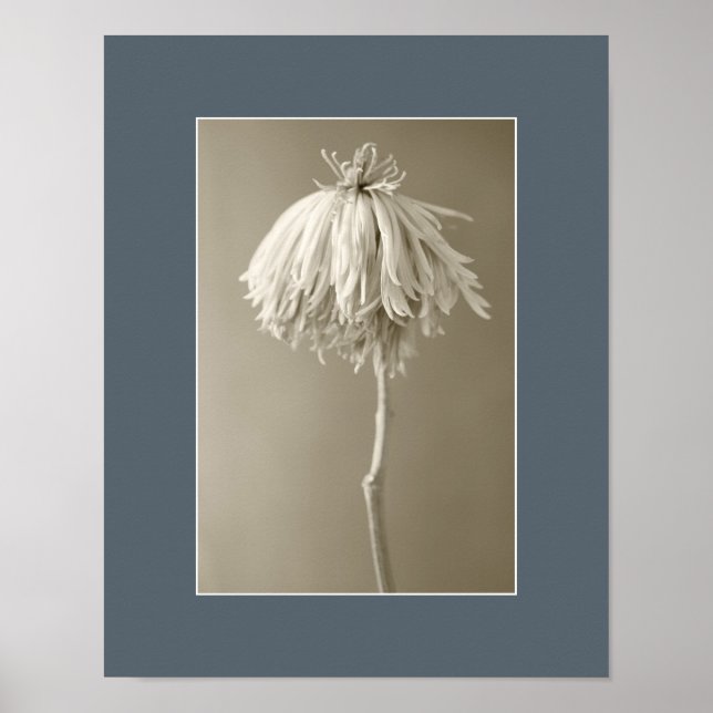 Fotografi av Sepia Blommigt Porträtt Poster (Framsidan)