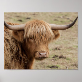 Fotografi av skotsk hönos poster