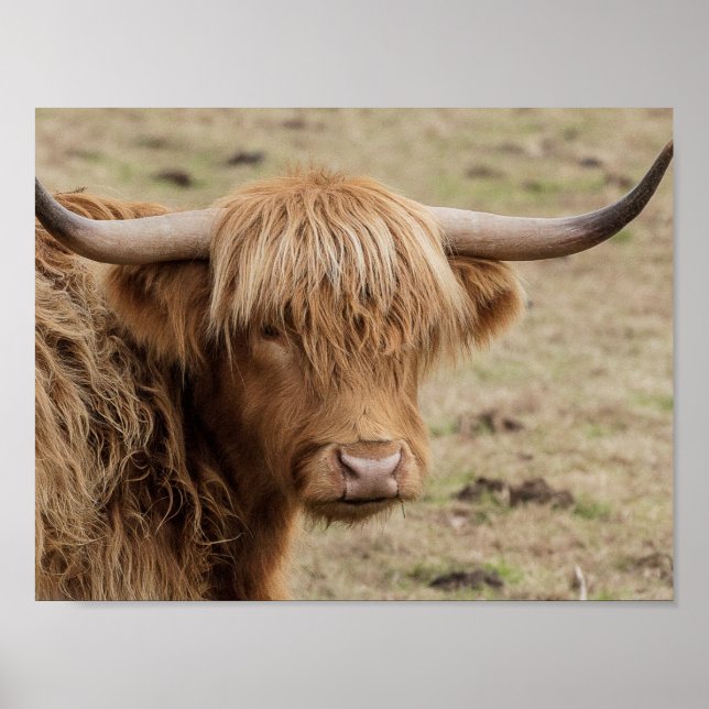 Fotografi av skotsk hönos poster (Framsidan)