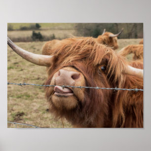 Fotografi av skotsk hönos poster