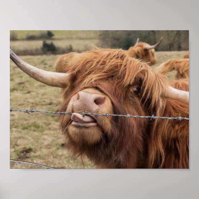Fotografi av skotsk hönos poster (Framsidan)