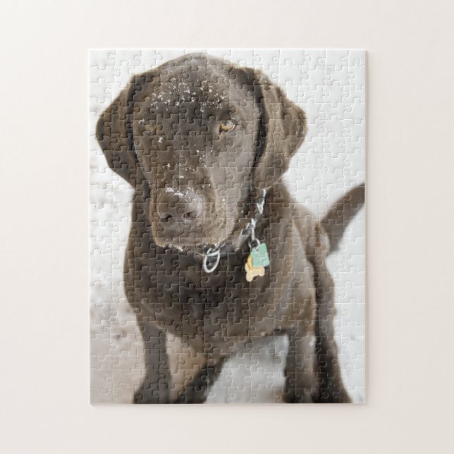 Fotografi av snö Sprinkled Chocolate Lab Pussel (Vertikal)