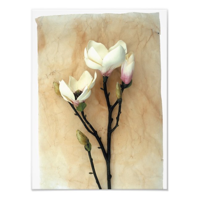 Fotografi av Snyggten Magnolia Flower (Framsidan)