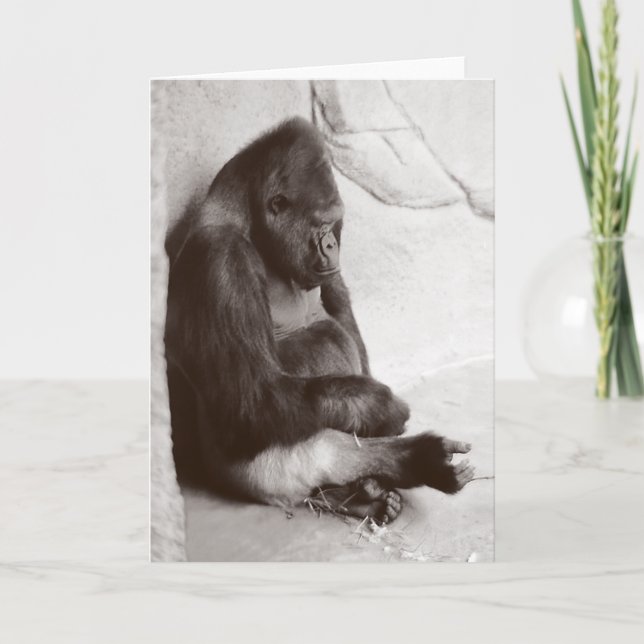 Fotografi av sovande Gorilla Kort (Framsida)