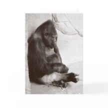 Fotografi av sovande Gorilla