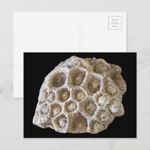 Fotografi av Sten-väv av fossiliserad korall Vykort
