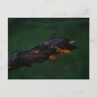 Fotografi av svampar av orange vykort