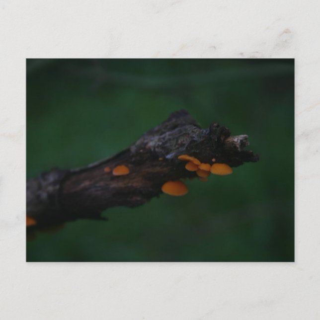 Fotografi av svampar av orange vykort (Framsida)