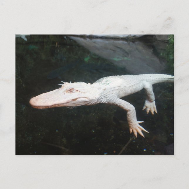 Fotografi av Swimming albino alligator färg Vykort (Framsida)