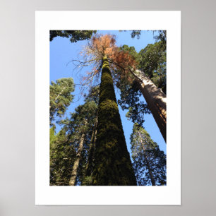 Fotografi av Tall Träd i Yosemite Valley Färg Poster
