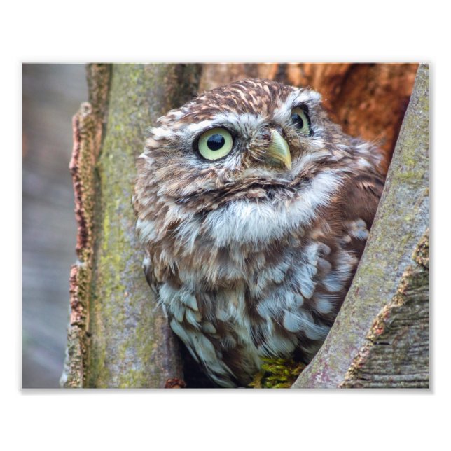 Fotografi av uggla (Framsidan)