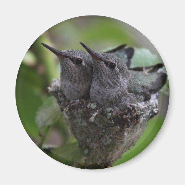 Fotografi av värpfåglar magnet (Framsidan)