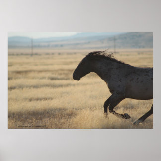 FOTOGRAFI AV VILD HORSE POSTER