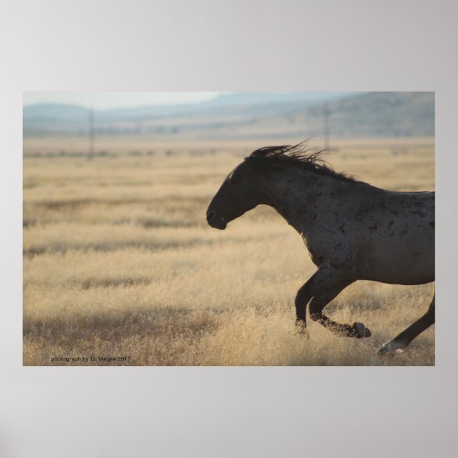FOTOGRAFI AV VILD HORSE POSTER (Framsidan)