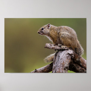 Fotografi av vilda djur och växter poster