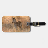 Fotografi av vilda fåglar i Zebra Afrika Safari-dj