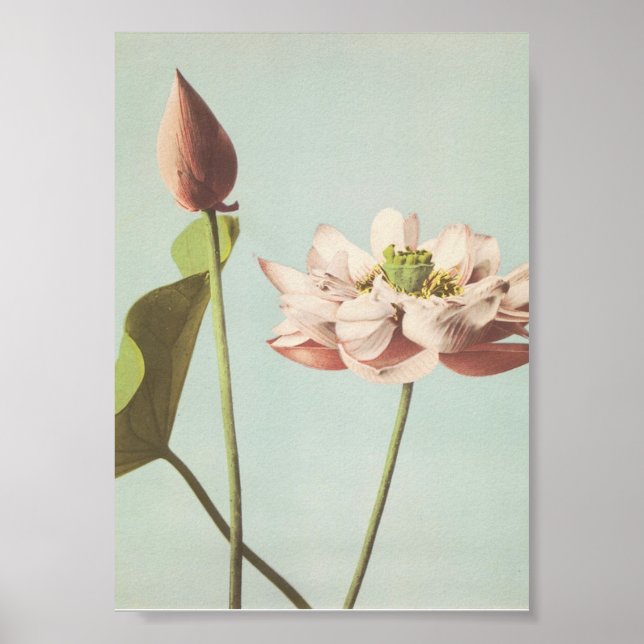 Fotografi av vintagens blomma poster (Framsidan)