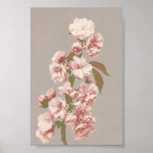 Fotografi av Vintagens blomma Poster