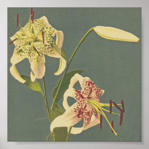 Fotografi av vintagens blomma poster