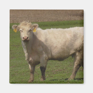 Fotografi av vit Boskap Magnet