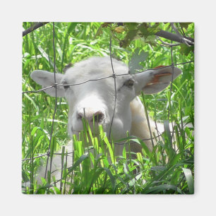 Fotografi av vit Goat Boskap Magnet